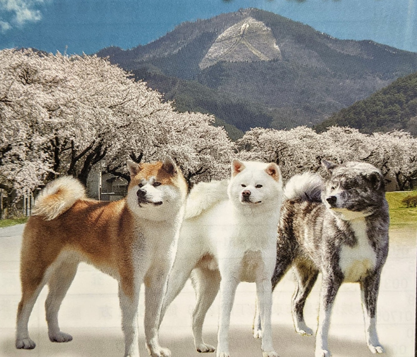 3. Wystawa AKIHO Francja 2026 Image